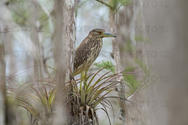 Night heron (Nycticorax nycticorax), young bird on Bromelia, spring, Everglades National Park, Florida, USA, North America