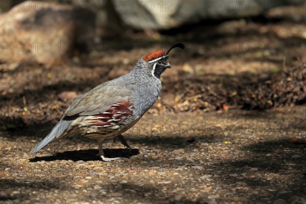 Gambel's quail (Callipepla gambelii), adult, male, running, Sonoran Desert, Arizona, North America, USA, North America