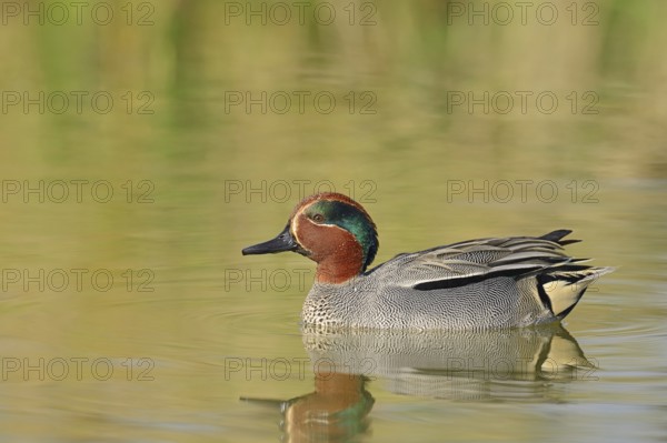 Eurasian teal (Anas crecca), male, North Rhine-Westphalia, Germany, Europe