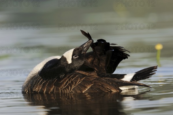 Canada goose (Branta canadensis) grooming its feathers, North Rhine-Westphalia, Germany, Europe