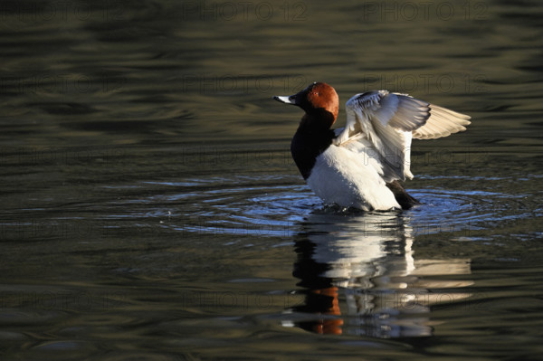 Common Pochard (Aythya ferina), male taking off from the water, Rootsee, Canton Lucerne, Switzerland, Europe