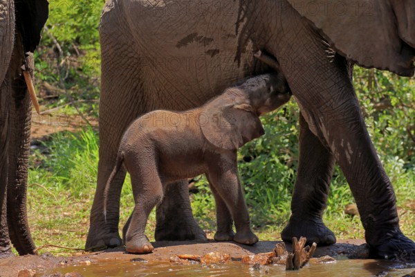 African elephant (Loxodonta africana), young animal, calf, baby elephant, mother, young animal with mother, at the water, Kruger National Park, Kruger National Park, South Africa, Africa