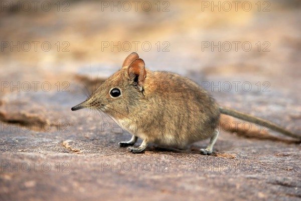 Short-eared elephant shrew, (Macroscelides probosideus), adult, foraging, Mountain Zebra National Park, Eastern Cape, South Africa, Africa