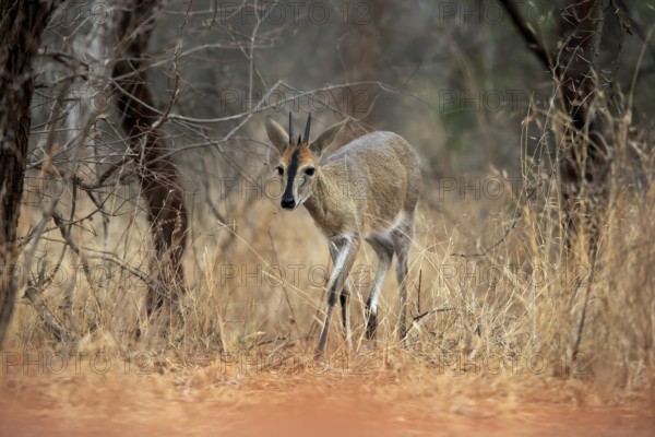 Crowned duiker (Sylvicapra grimmia), adult, male, running, foraging, Kruger National Park, Kruger National Park, Kruger National Park South Africa