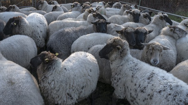 Black-headed domestic sheep (Ovis gmelini aries) for loading in the pen, Mecklenburg-Vorpommern, Germany, Europe