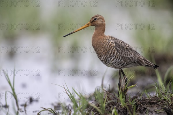 Black-tailed godwit (Limosa limosa), Lower Saxony, Germany, Europe