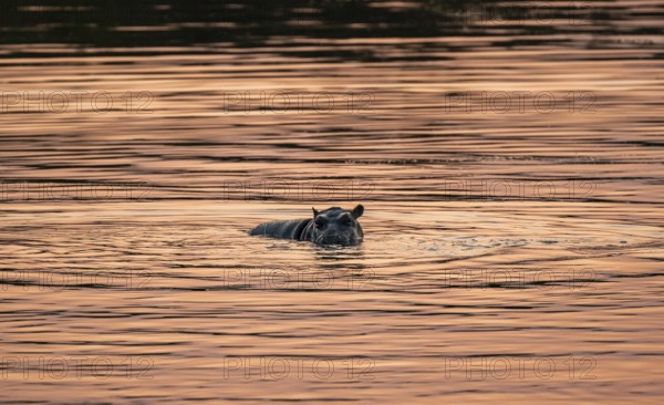 Hippopotamus (Hippopatamus amphibius), young animal in the water at sunset, Sabie River, Kruger National Park, South Africa, Africa