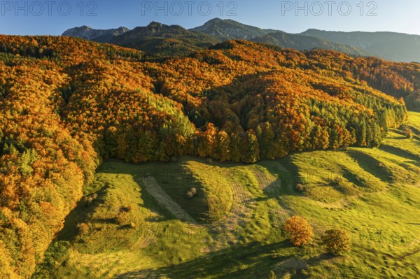 Aerial view of a mountain forest in front of mountains in autumn, sunny, Ohlstadt, view of Herzogstand and Heimgarten, Alpine foothills, Upper Bavaria, Bavaria, Germany, Europe