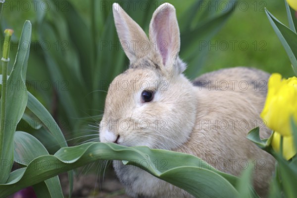 Rabbit (Oryctolagus cuniculus domestica), Portrait, Tulips, Easter, A domestic rabbit sits in a field of tulips and sniffs a leaf