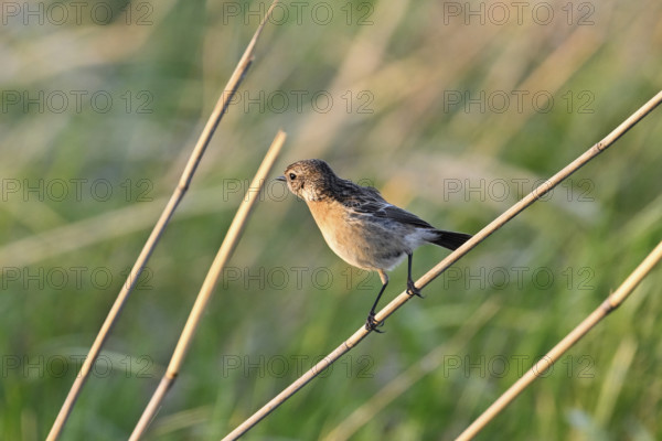 Stonechat (Saxicola rubicola), female sitting on a reed, Lake Neusiedl National Park, Seewinkel, Burgenland, Austria, Europe