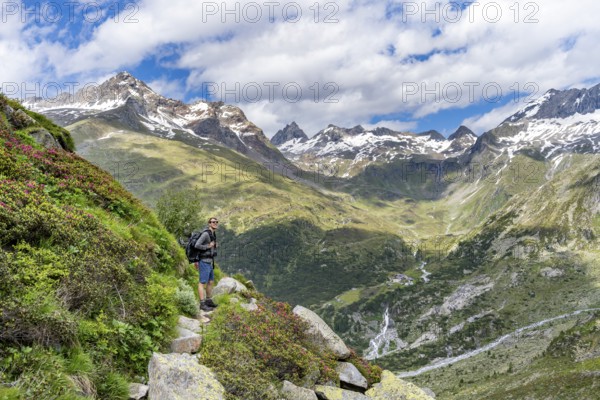 Mountaineer on hiking trail in front of picturesque mountain landscape with blooming alpine roses, rocky mountain peaks with snow, valley Zemmgrund with Zemmbach, mountain panorama with summit Ochsner and Zsigmondyspitze, Berliner Höhenweg, Zillertal Alps, Tyrol, Austria, Europe