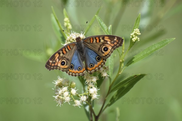 Butterfly of the species Junonia genoveva hilaris on wildflower Austroeupatorium inulifolium, in Spanish mariposera, seen in Buenos Aires, Argentina, South America