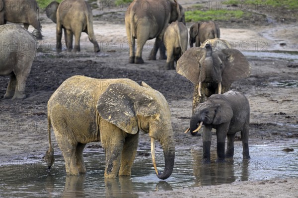 African forest elephants (Loxodonta cyclotis) in the Dzanga Bai forest clearing, Dzanga-Ndoki National Park, Unesco World Heritage Site, Dzanga-Sangha Complex of Protected Areas (DSPAC), Sangha-Mbaéré Prefecture, Central African Republic, Africa