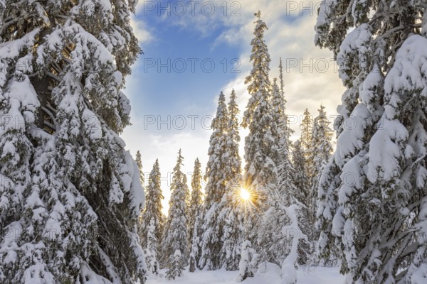 Tykky forest, snow covered spruce trees on the taiga at sunrise in winter, Riisitunturi National Park, Finnish Lapland, Posio, Koillismaa, Finland, Europe