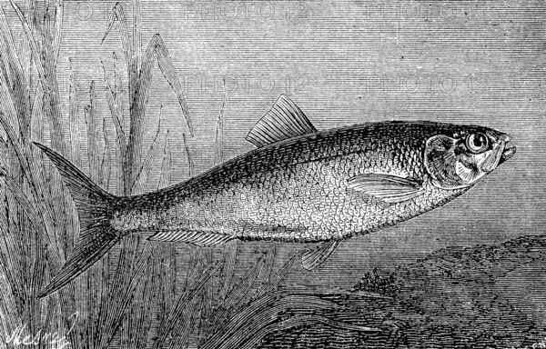 Shad or Alse, Alose, Alosa alosa, Historical, digital reproduction of an original from the 19th century