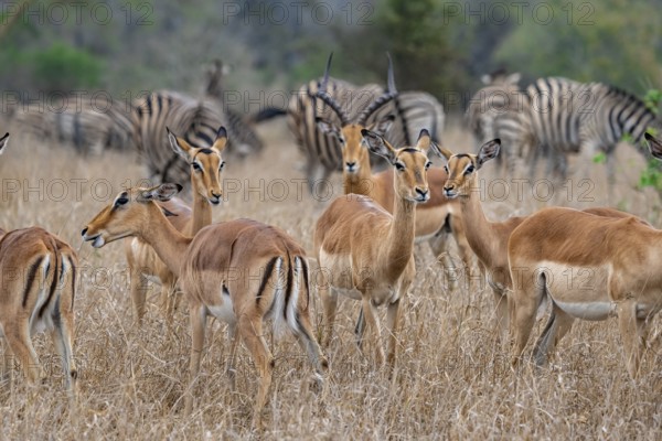 Herd of impala (Aepyceros melampus) in tall grass, black heeler antelope, Kruger National Park, South Africa, Africa