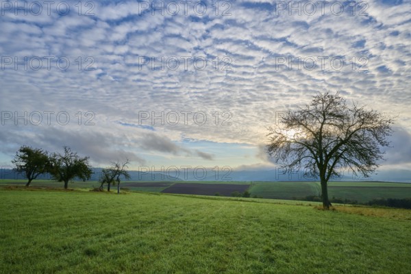 Green orchard meadow, apple tree, under a cloudy sky at sunrise in a quiet landscape, autumn, Eichelsbach, Elsenfeld, Spessart, Bavaria, Germany, Europe