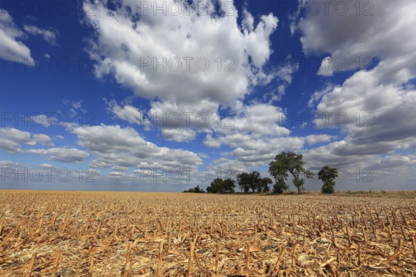 Romania, in the south of the country, maize field after harvest, harvested, stubble field, Europe
