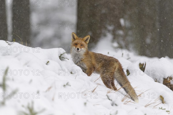 Red fox (Vulpes vulpes), stands in a snowy forest, looking curiously amidst the winter landscape, Czech Republic, Europe