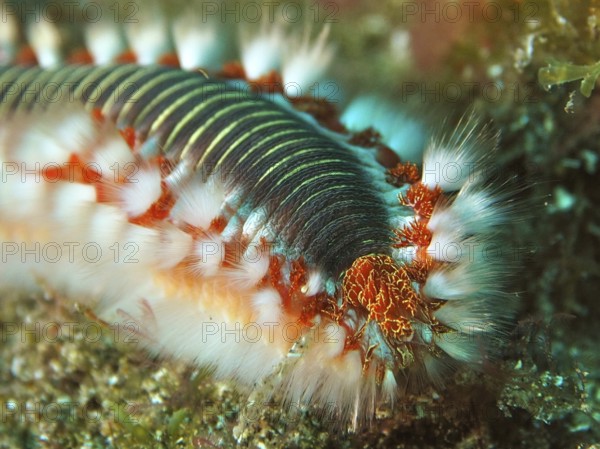 Close-up of a firebristle worm (Hermodice carunculata) in the sea, showing the intricate details and colours of its bristles. Dive site El Cabron Marine Reserve, Arinaga, Gran Canaria, Spain, Atlantic Ocean, Europe