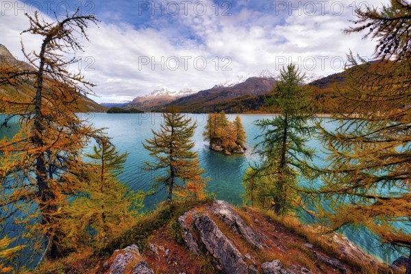 Island with autumn-coloured larches in Lake Sils, Engadin, Canton Graubünden, Switzerland, Europe