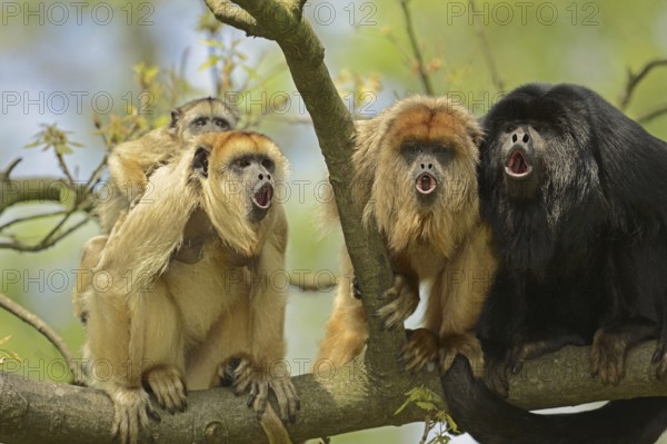 Black howler (Alouatta caraya), male and female calling with young, captive, occurring in South America