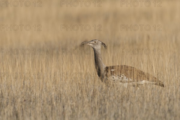 Kori Bustard (Ardeotis kori), Northern Cape, South Africa, Africa