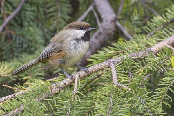 Boreal Chickadee (Poecile hudsonicus) perched on a branch in Seward, Alaska