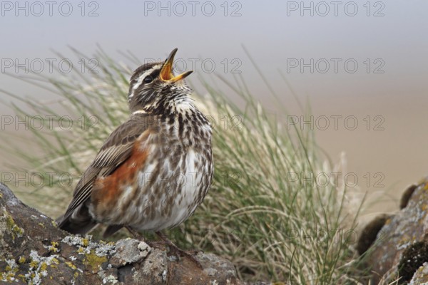 Rotdrossel (Turdus iliacus)