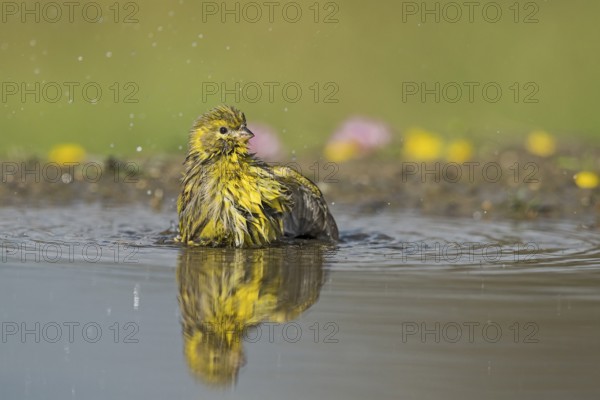 European Serin (Serinus serinus) bathing at a waterhole, Aosta Valley, Italy, Europe