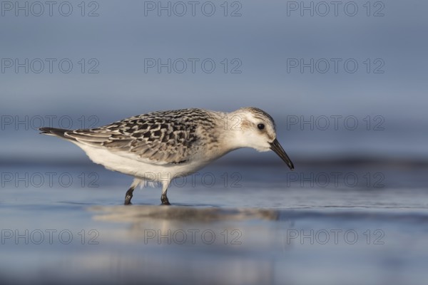 Sanderling (Calidris alba) foraging, Mecklenburg-Western Pomerania, Germany, Europe