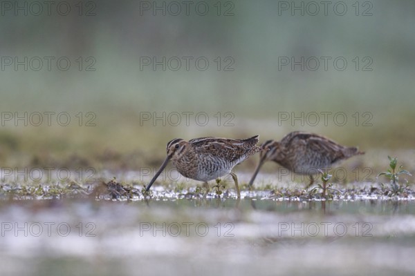 Common Snipe (Gallinago gallinago) foraging, North Rhine-Westphalia, Germany, Europe