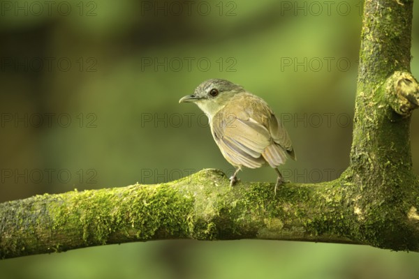 Horsfield's Babbler (Malacocincla sepiaria) perched on mossy trunk, East Java, Indonesia, Asia