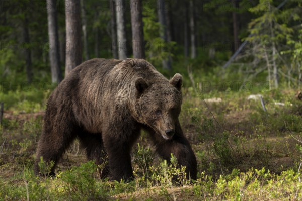 European brown bear, Karelia, Finland, Europe