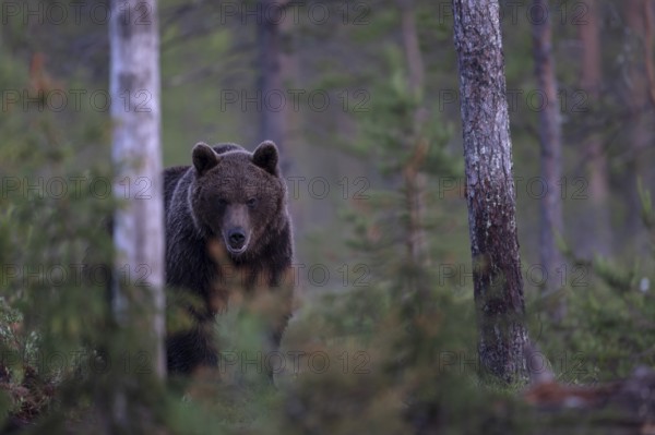 Brown bear (Ursus arctos) in the Finnish taiga, Kuusamo, Finland, Europe