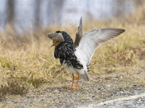 Ruff (Calidris pugnax) male in breeding plumage displaying at lek, Pokka, Finnish Lapland