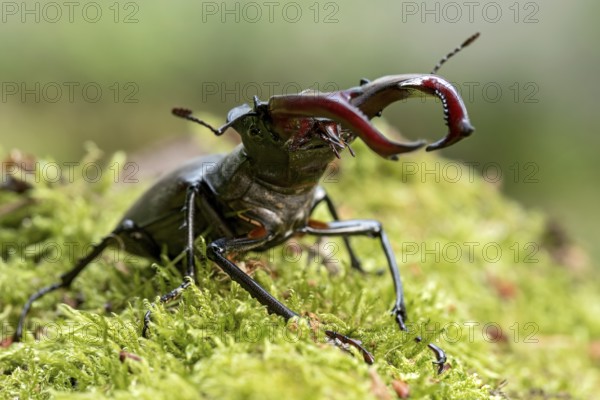 Stag beetle (Lucanus cervus), horned beetle, fire beetle, male with large mandibles, upper jaw, antlers, in the forest on moss on a tree stump, endangered species, species protection, nature conservation, rare, Raumertswald, Vogelsberg Volcanic Region nature park Park, Nidda, Wetterau, Hesse, Germany, Europe