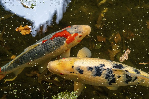 The Botanical Garden of the Ruhr University Bochum, in the district of Bochum-Querenburg, North Rhine-Westphalia, Germany, Koi fish, in the Chinese Garden, named Qian Yuan, in the Botanical Garden of the Ruhr University Bochum, in the district of Bochum-Querenburg, North Rhine-Westphalia, Germany, Europe