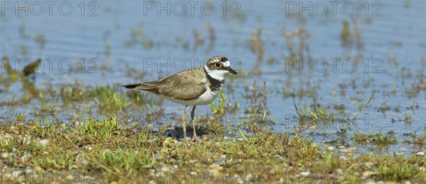 Little Ringed Plover (Charadrius dubius) adult bird standing on the lakeshore, Lake Neusiedl National Park, Burgenland, Austria, Europe