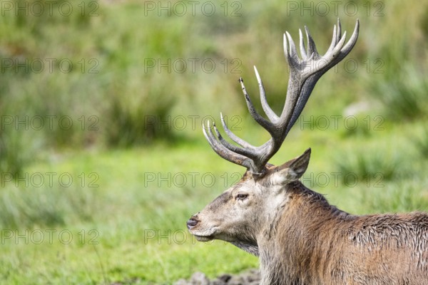 Red deer (Cervus elaphus) Rutting behaviour captive Germany