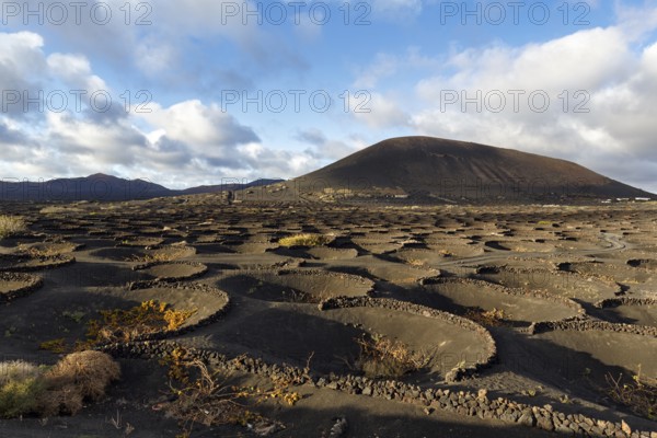 Wine-growing on volcanic soil, typical landscape with volcanic mountains on the horizon, La Geria wine-growing region, Lanzarote, Spain, Europe