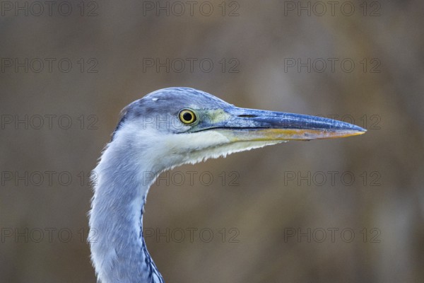 Grey heron (Ardea cinerea) Germany