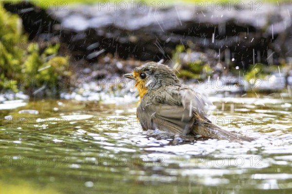 European robin (Erithacus rubecula) bathing Germany