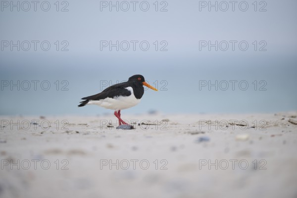 Eurasian oystercatcher (Haematopus ostralegus) on the beach, Düne, Helgoland, Schleswig-Holstein, Germany, Europe