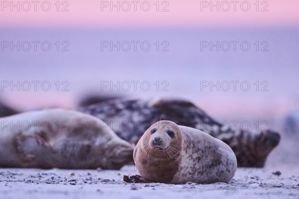 Grey seal (Halichoerus grypus) lying on the beach at sunset, Düne, Helgoland, Schleswig-Holstein, Germany, Europe