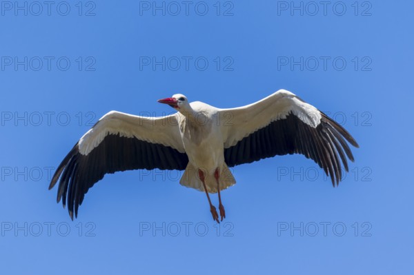 A stork flies through the blue sky with its wings wide open, white stork (Ciconia ciconia), wildlife, Germany, Europe
