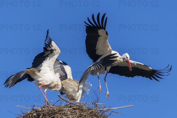 Two storks in the nest, one rises into the air against a clear sky, white stork (Ciconia ciconia), wildlife, Germany, Europe