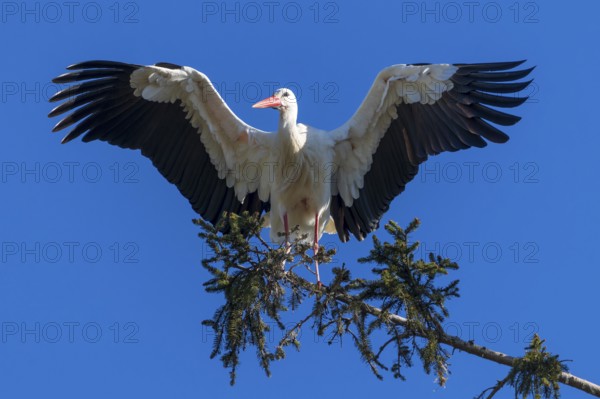 White stork with spread wings standing on a tree branch under a blue sky, White stork (Ciconia ciconia), wildlife, Germany, Europe
