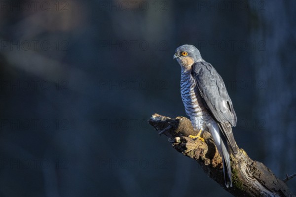 Sparrowhawk (Accipiter nisus) ml Germany