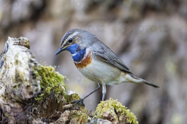 Bluethroat (Luscinia svecica cyanecula) Male Germany